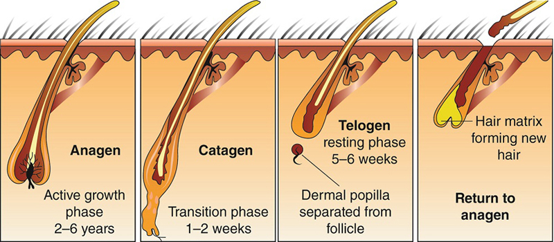 Hair growth cycle